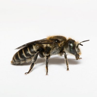 Natternkopf-Mauerbiene