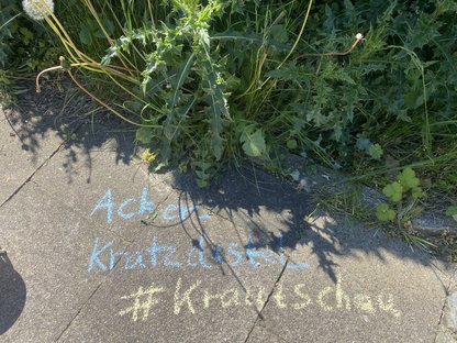 Krautschau in der Stadt Kiel: Wer findet eine Rarität am Wegesrand?