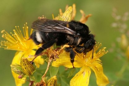 Insektenkunde für alle - eine Webinar-Reihe: 2. Teil Unsere einheimischen Bienen