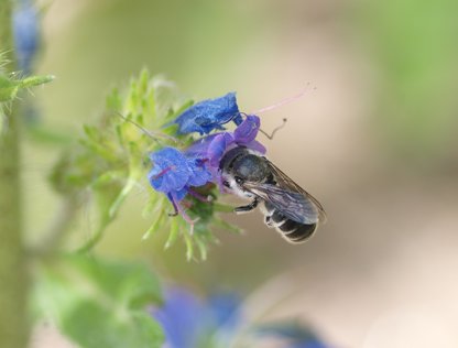 Einstieg in die Welt der Wildbienen und Wespen