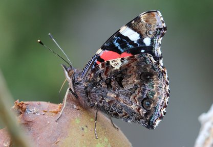 Schmetterlingsschutz im eigenen Garten