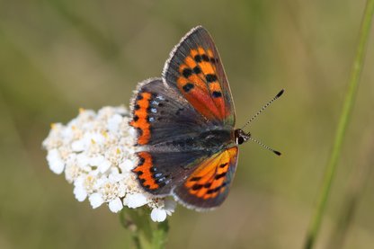 Insektenkunde für alle - eine Webinar-Reihe: 1. Teil Unsere einheimischen Schmetterlinge